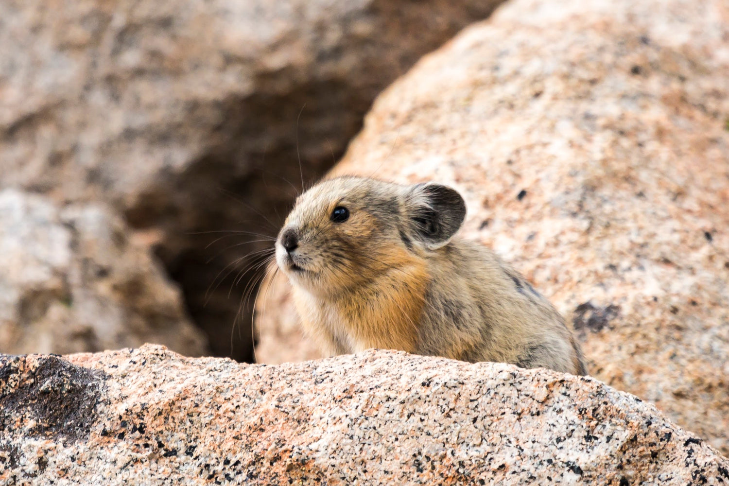 Pika on Rocks - Wildlife Conservation Image